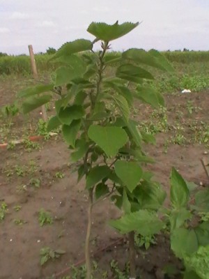 IMGA0139.JPG (130.04 KiB) Zobrazeno 20091 krát IMGA0139.JPG