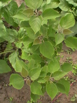 IMGA0138.JPG (128.73 KiB) Zobrazeno 20091 krát IMGA0138.JPG