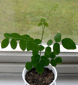 Sophora_2_12.jpg