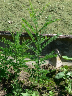 sophora_velka.jpg