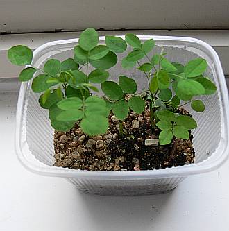 Sophora_2_12_druha.jpg