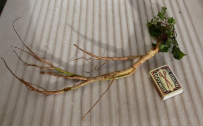 Chenopodium_bonus_koren1.jpg