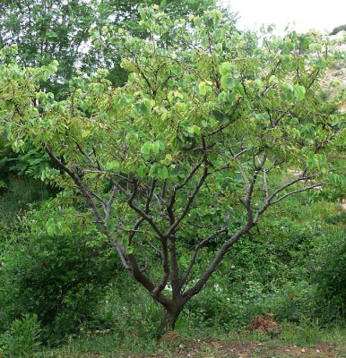 Cercis_siliquastrum_c1.jpg