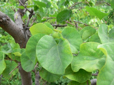 Cercis_siliquastrum_l1.jpg