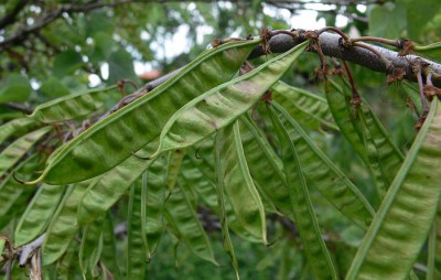 Cercis_siliquastrum_p1.jpg