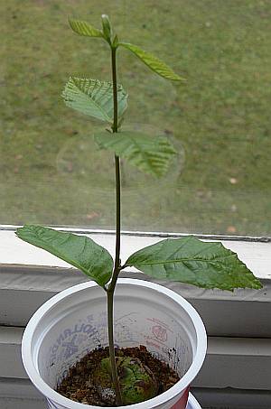 Castanea_2_12_maly.jpg