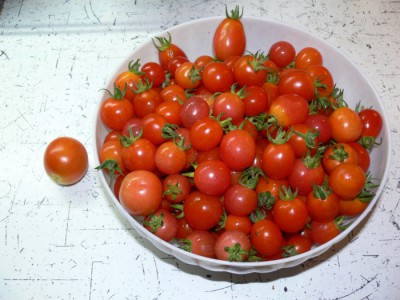rajčata_uroda2.jpg