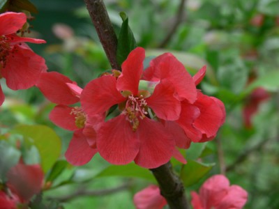 Chaenomeles_speciosa_k1.jpg