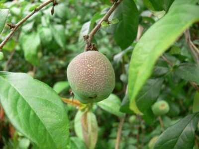 Chaenomeles_speciosa_p1.jpg