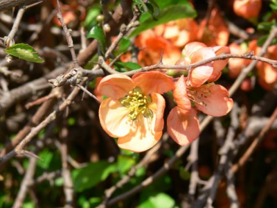 Chaenomeles_japonica_k1.jpg