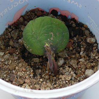 Castanea_zeleny_2_12_maly.jpg