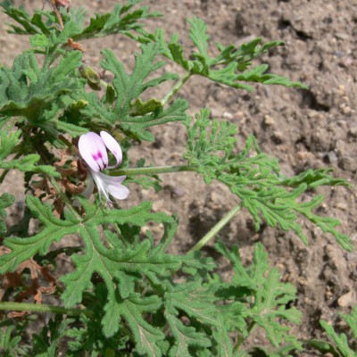 Pelargonium_radens1.jpg