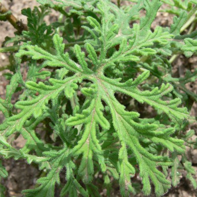 Pelargonium_radens_l1.jpg