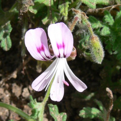 Pelargonium_radens_k1.jpg