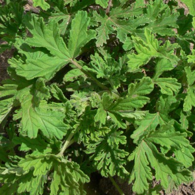 Pelargonium_odoratissimum_l1.jpg