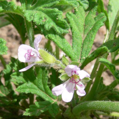 Pelargonium_odoratissimum_k1.jpg