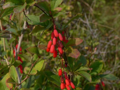 Berberis_vulgaris1.jpg