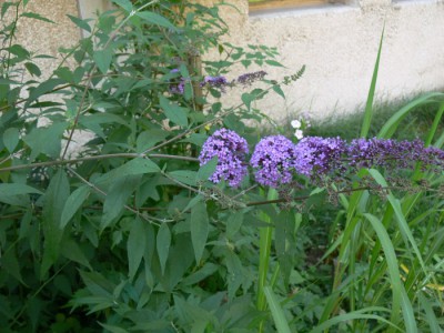 Buddleia_davidii1.jpg (110.28 KiB) Zobrazeno 25150 krát Buddleia_davidii1.jpg