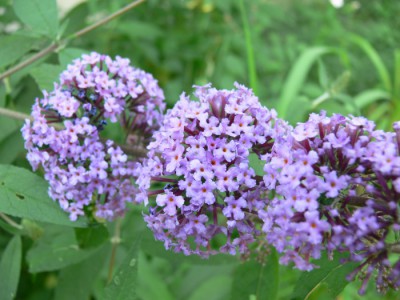 Buddleia_davidii_k1.jpg (88.85 KiB) Zobrazeno 25150 krát Buddleia_davidii_k1.jpg