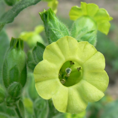 Nicotiana_rustica_k1.jpg