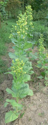 Nicotiana_rustica_c1.jpg