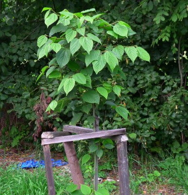 martasovka.JPG (106.89 KiB) Zobrazeno 17364 krát martasovka.JPG