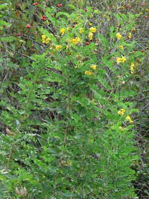 Colutea_arborescens1.jpg