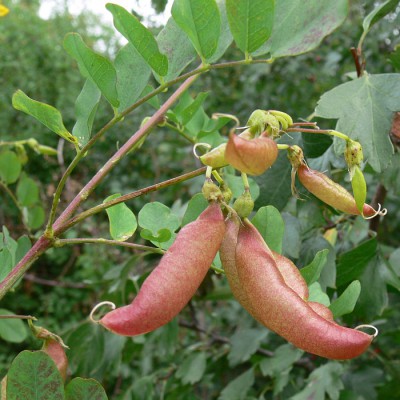 Colutea_arborescens_p1.jpg