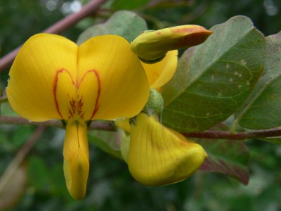 Colutea_arborescens_k1.jpg