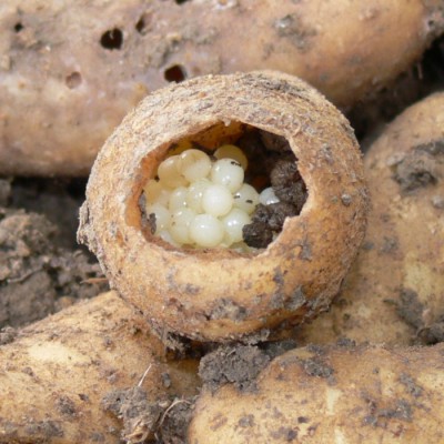 slimaci_brambory.jpg