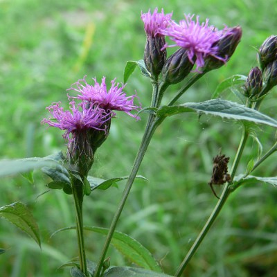 Serratula_tinctoria_k1.jpg