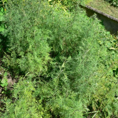 Artemisia_abrotanum1.jpg