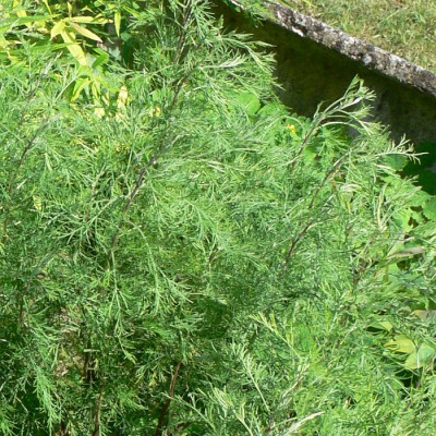 Artemisia_abrotanum2.jpg