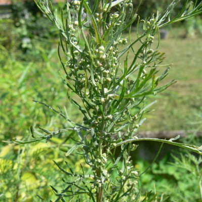 Artemisia_abrotanum_k1.jpg