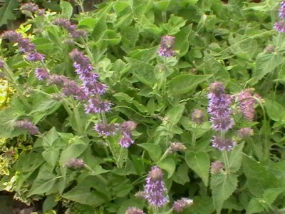 IMGA0031.JPG