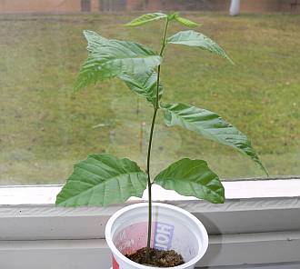 Castanea_6_12_maly.jpg