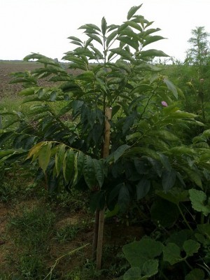 Diospyrus lotus1.jpg