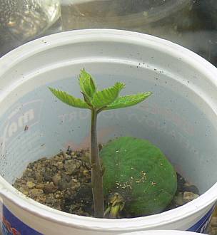 Castanea_zeleny_6_12_maly.jpg