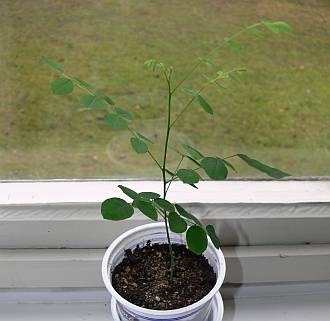 Sophora_6_12.jpg
