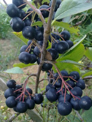 Aronia melanocarpa.jpg