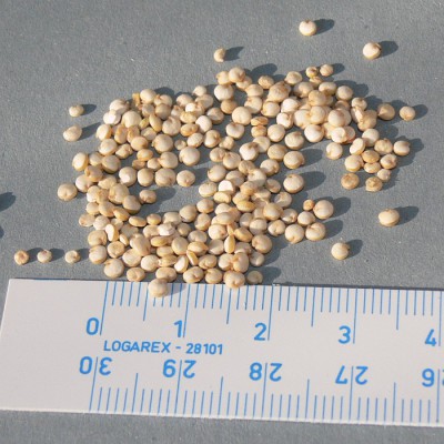 quinoa_semena1.jpg (145.07 KiB) Zobrazeno 21235 krát quinoa_semena1.jpg