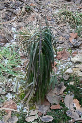 Euphorbia_lathyris_zima.jpg