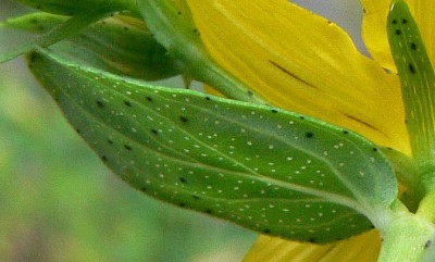 Hypericum_perforatum_d1.jpg