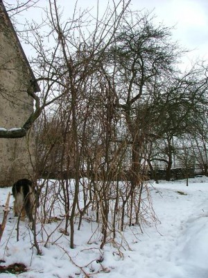 opora pro rajčata.JPG (79.3 KiB) Zobrazeno 22889 krát opora pro rajčata.JPG