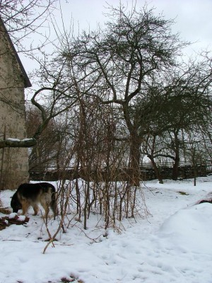 opora pro rajčata2.JPG (142.6 KiB) Zobrazeno 22889 krát opora pro rajčata2.JPG