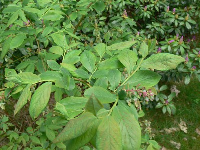 Vaccinium_corymbosum_l1.jpg