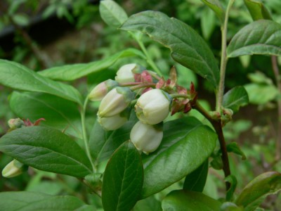 Vaccinium_corymbosum_k1.jpg