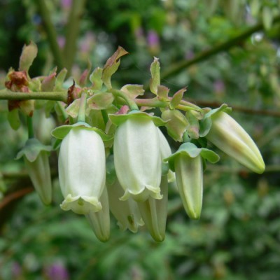 Vaccinium_corymbosum_k2.jpg