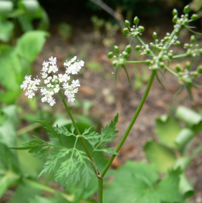 Aethusa_cynapium1_mala.jpg (53.02 KiB) Zobrazeno 37927 krát Aethusa_cynapium1_mala.jpg