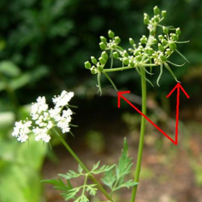 Aethusa_cynapium2_mala.jpg (30.64 KiB) Zobrazeno 37927 krát Aethusa_cynapium2_mala.jpg